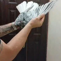 دمسفیدهمه مال یک بون|پرنده|اهواز, باغ شیخ|دیوار
