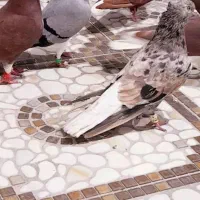 کبوتر.شیرازی.دم سفید.