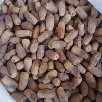 فروش ۱۰۰کیلوخرما قندشکن تروتازه