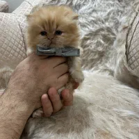 گربه پرشین|گربه|پردیس, فاز ۳|دیوار