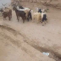 سلام خدمت دوستان عزیز