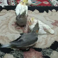 جوجه عروس هلندی|پرنده|تهران, جیحون|دیوار