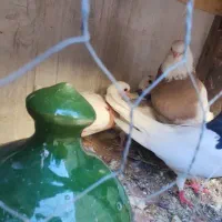 جفت طوقی با دوتا جوجه|پرنده|قم, شهرک توانیر|دیوار