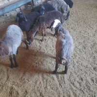 بره ماره جنس