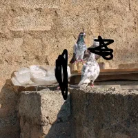 معاوضه به مه سپی