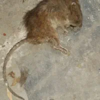 سمپاشی تخصصی ساس،موش سم پاشی انواع سوسک،کنه،مورچه|خدمات نظافت|تهران, امام حسین|دیوار