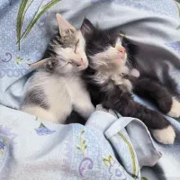 بچه گربه گم شده محدوده باغمیشه|حیوانات|تبریز, |دیوار