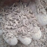 بو پر گرد امسالی