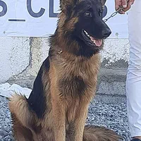 سگ بالغ نگهبان باهوش دوبرژرمن