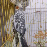 یک جفت عروس هلندی نرماده اهلی ضمانتی|پرنده|جزنیک, |دیوار