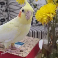 عروس هلندی گمشده