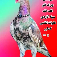 دان لوازم دارو پرنده کبوتر