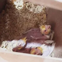 عروس هلندی|پرنده|ری, فیروزآبادی|دیوار