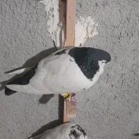 کبوتر لچگی نر