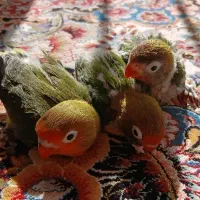 جوجه کوتوله برزیلی