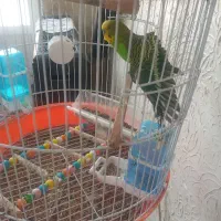 مرغ عشق زیبا به رنگ خاص
