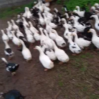 اردک سفید دو رگه|حیوانات مزرعه|رودسر, |دیوار