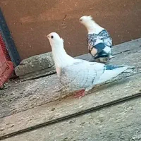 ساتن مقبول|پرنده|مشهد, دانش|دیوار