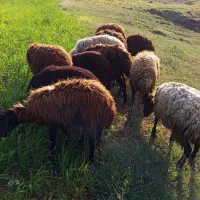 شیشک|حیوانات مزرعه|صومای برادوست, |دیوار