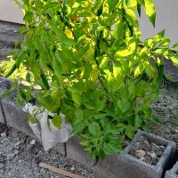 باغ‌داری‌ابیاری‌‌‌‌اموزش‌دیده‌‌‌‌‌‌صفر‌تا‌صد‌دلسوز