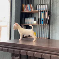 Chihuahua شیهواهوا ۷۰ روزه|سگ|تهران, منیریه|دیوار