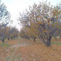 زمین فاز هشت کوی نماز