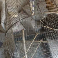 قفس پرنده