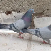 نروماده دجه یک