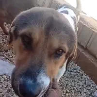 واگذاری سگ بومی (بدون نژاد)