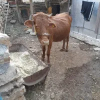 گاو گوساله