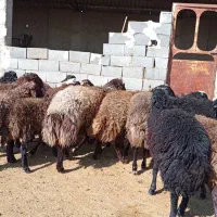 بره قوچ ژن دار همو و هترو