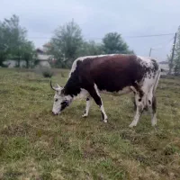 گاو|حیوانات مزرعه|رشت, پسیخان|دیوار