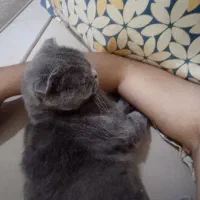 گربه اسکاتیش|گربه|نیشابور, پاستور|دیوار