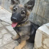 سگ ژرمن
