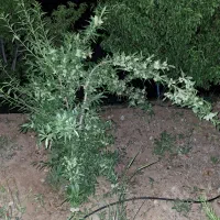 نهال وگل گیاه|خدمات باغبانی و درختکاری|محمدیه-قزوین, |دیوار