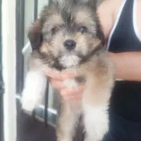 توله سگ هفت ماهه نر