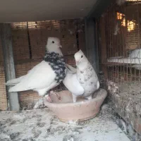 نر ماده طوقی|پرنده|بهبهان, |دیوار