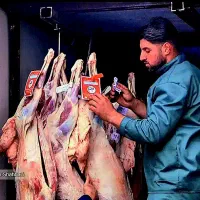 حرّآج فصل/ویژِه بهار*مصرف خانوار*گوسفند خونی زنده