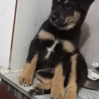 توله سگ روت وایلر