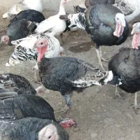 حیوانات مزرعه|حیوانات مزرعه|بره‌سر, |دیوار