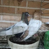 کبوتر سینه ای جفت|پرنده|تفت, |دیوار