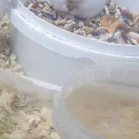 همسترهای مینیاتوری کمپل و وینتروایت|موش و خرگوش|ری, دولت‌آباد|دیوار