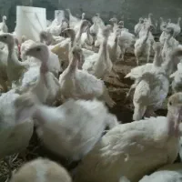 جوجه بوقلمون بیوتی ۶