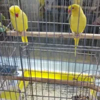 ملنگو زرد مولد|پرنده|اهواز, نادری|دیوار