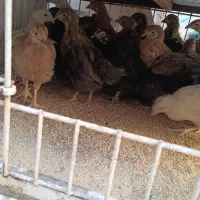 جوجه گلپایگانی ۵۵ روزه|حیوانات مزرعه|قرچک, داوود آباد|دیوار