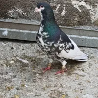 کبوتر شهری بی نقص