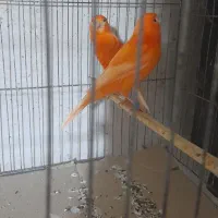 کمربند سفید قناری