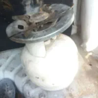 پیکنیک سالم