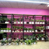 قفسه چوبی و میزکار و آیینه