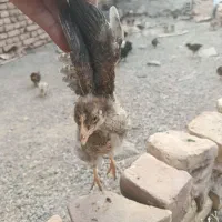 جوجه رسمی گلپایگانی،کاکلی ،گردن لخت،مرندی